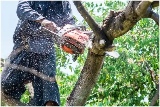 tree services Vandling